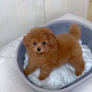 poodles for sale