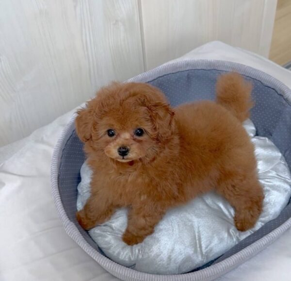poodles for sale