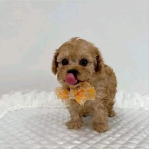 poodle puppies for sale