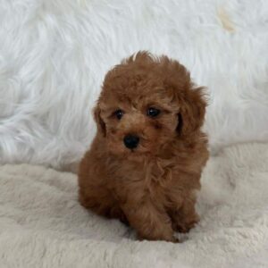 poodle dog for sale
