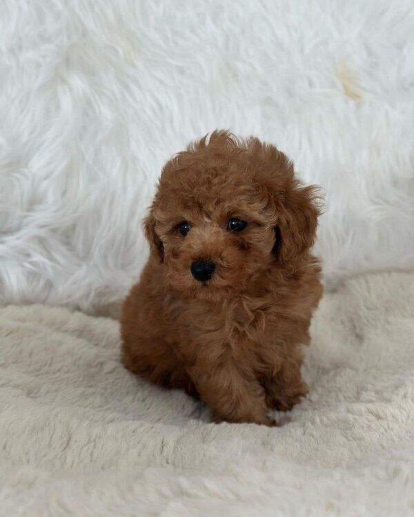 poodle dog for sale
