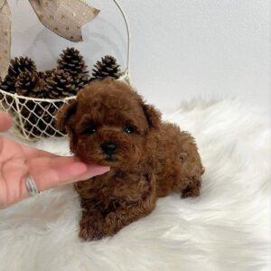 toy poodle for sale