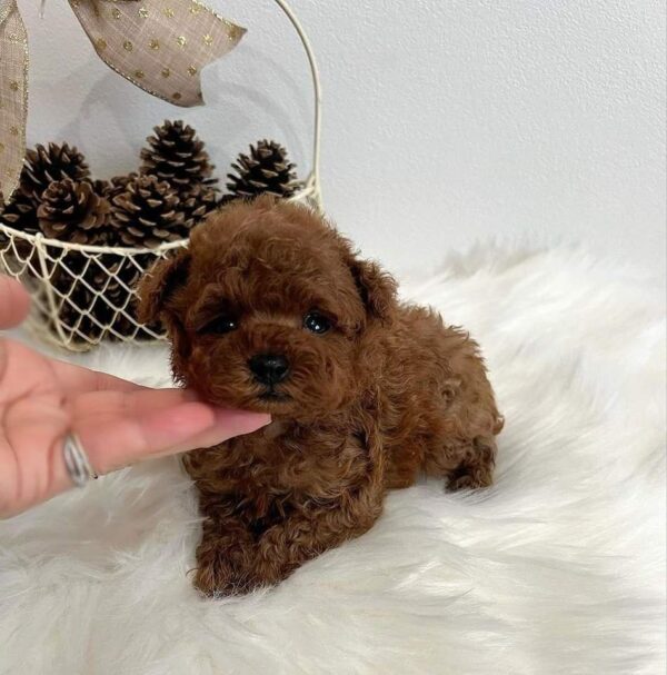 toy poodle for sale