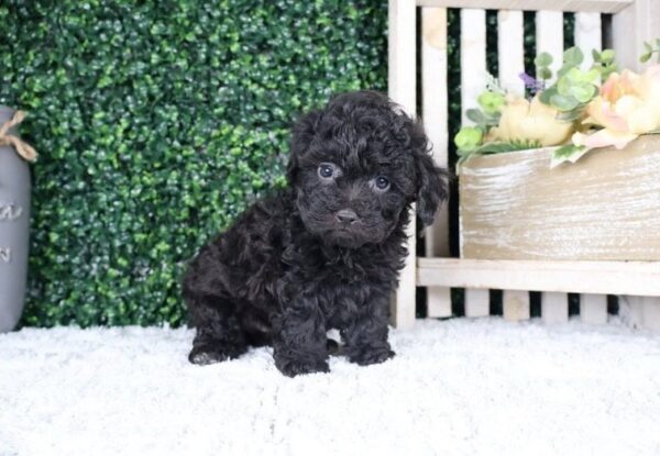 mini poodle for sale