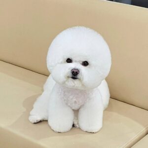 bichon adoption