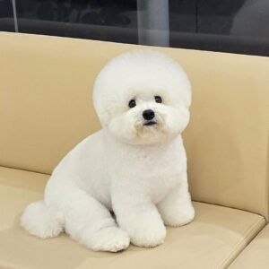 bichon frise under 500