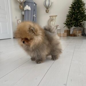 pom for sale