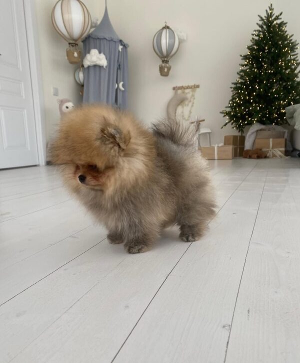 pom for sale
