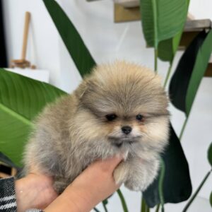 pomeranian dog for sale