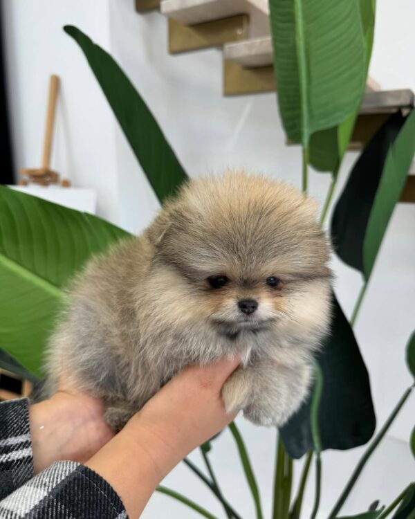 pomeranian dog for sale