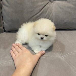 pomeranian breed for sale