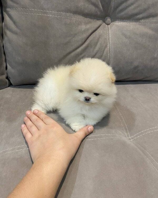 pomeranian breed for sale