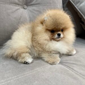 pomeranian for sale