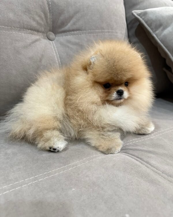 pomeranian for sale