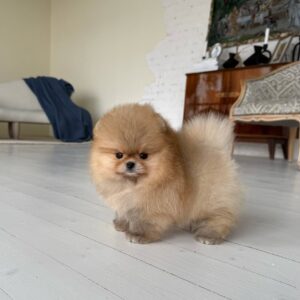pomeranian puppies for sale