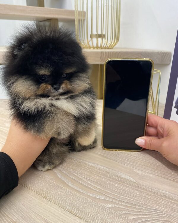 pomeranians for sale