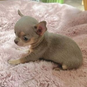 tiny chihuahua puppies for sale