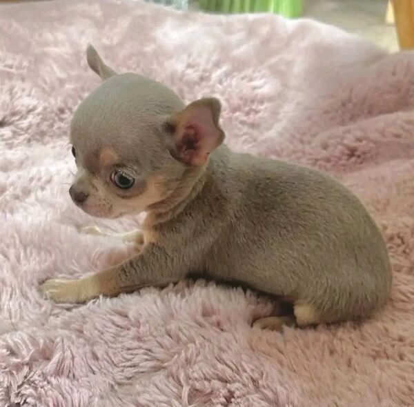 tiny chihuahua puppies for sale