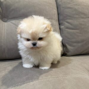Puppy Name : Cookie