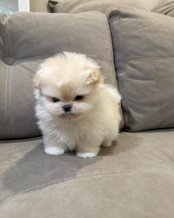 Puppy Name : Cookie