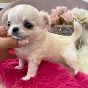 long haired chihuahua for sal