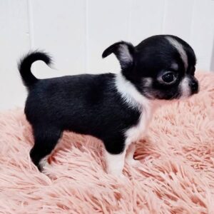 Teacup Chihuahua for Sale Cheap