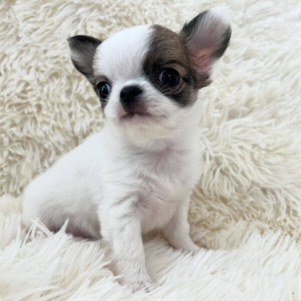 Chihuahua Puppies for Sale Near Me