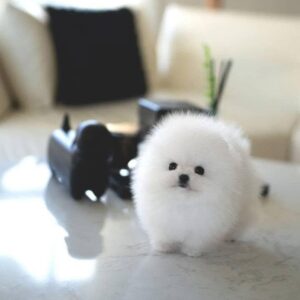 Puppy Name : Lea