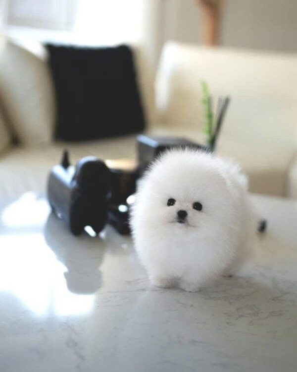 Puppy Name : Lea