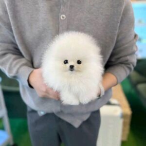 Puppy Name :Flash