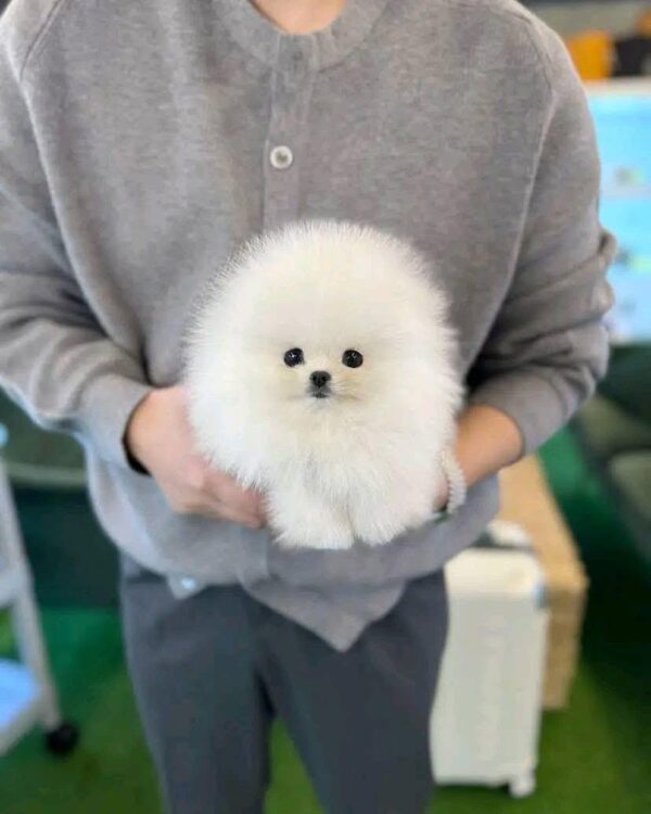Puppy Name :Flash