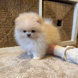 Puppy Name : Phoenix