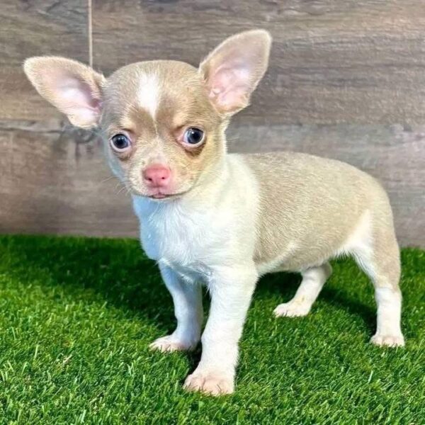 chihuahua puppies for sale in texas