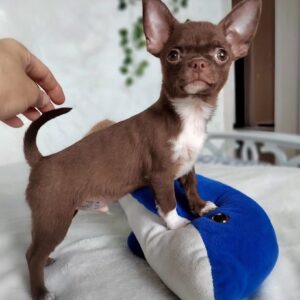 Cheap Chihuahua Puppies for Sale