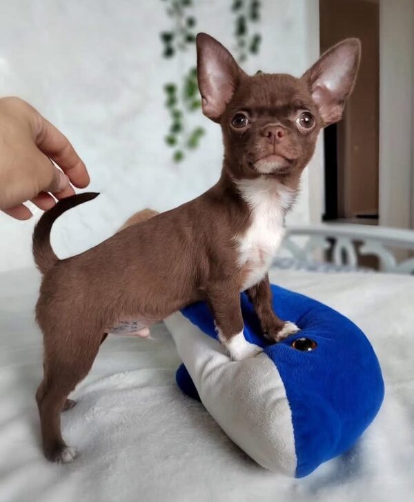 Cheap Chihuahua Puppies for Sale